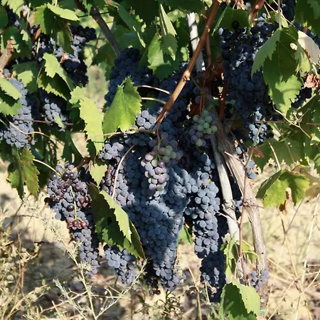 בית חווה Rigone In Chianti מונטאיונה