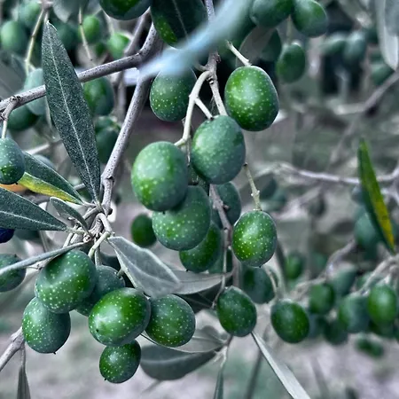 Rigone In Chianti בית חווה